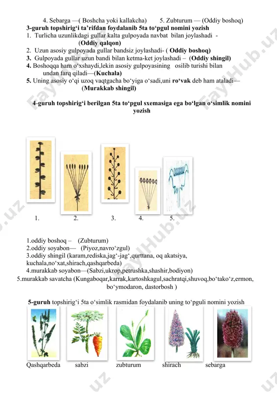 storbosh) 1. 2. 3. 4. 5 4.mustahkamlash.(10')o‘quvchilarga yangi mavzu yuzasidan topshiriq beriladi. buning uchun sinfdagi o‘quvchilarni 5-6 (ba’zan o‘quvchi soni ko‘p bo‘lsa 7-8) kishilik guruhlarga bo‘lamiz. 1- guruhga sxemadan foydalanib to‘pgul nomini topish (5 ta); 2- guruhga berilgan gerbariylardan foydalanib o‘simlik to‘pgulini aniqlash (5 ta o‘simlik gerbariysi beriladi); 3-guruhga ta’rifdan foydalanib to‘pgul nomini yozish(5 ta); 4-guruhga berilgan to‘pgul sxemasiga ega bo‘lgan o‘simlik nomini yozish(5 ta); 5-guruhga o‘simlik rasmidan foydalanib uning to‘pguli nomini yozish(5 ta) kabi topshiriqlar beriladi. 1-guruh topshirig‘i sxemadan foydalanib 5 ta to‘pgul nomini topish 2-guruh topshirig‘i gerbariylardan foydalanib 5ta o‘simlik to‘pgulini aniqlash 1. bug‘doy – (murakkab boshoq) 2. terak -- ( kuchala to‘pgul) 3. makkajo‘xorining changchili guli — (murakkab shingil (ro‘vak) ) 4. sebarga —( boshcha yoki kallakcha) 5. zubturum — (oddiy boshoq) 3-guruh topshirig‘i ta’rifdan foydalanib 5ta to‘pgul nomini yozish 1. turlicha uzunlikdagi gullar kalta gulpoyada navbat bilan joylashadi - (oddiy qalqon) 2. uzun asosiy gulpoyada gullar …