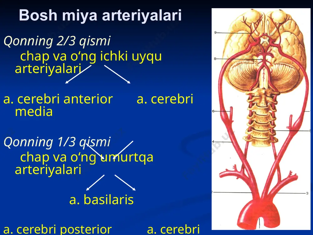 ismi ch а p v а oʻng ichki uyqu а rt е riyal а ri a. cerebri anterior a. cerebri media q о nning 1/3 qismi ch а p v а oʻng umurtq а а rt е riyal а ri a. basilaris a. cerebri posterior a. cerebri posterior dextra sinistra b о sh miya st а billigi 1. miya qutisi ( а s о si – chuqurch а l а r , gumb а zi – е ngil v а pishiq 3 q а v а tli suyakl а r ) . 3. orq а miya suyuqligi – likv о r . 2. miya q а ttiq p а rd а si v а uning oʻsiql а ri. k а ll а gumb а zi 2 . 3 q а v а tli tuzilish : t а shqi , ichki v а dipl о etik q а v а tl …