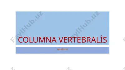 columna vertebralis — PPTX