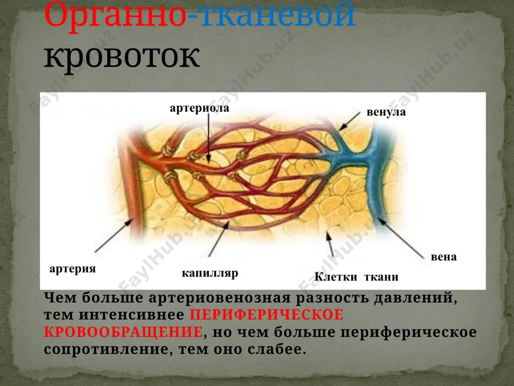 on arterializatsiyasi. mahalliy haroratning ortishi issiq arterial qon kelishining ortishi va to’qimalarda oksidlanish-qaytarilish jarayonining kuchayishi. to’qimalar turgori ortishi. tomirlar kengayishi,qon bilan to’lish kengayishi. oqibat musbat: organlarga kislorod va oziq moddalar kelishi yaxshilanadi. organlarda moddalar almashinuvi va ishlash kuchi kuchayadi. manfiy: tomir devori patologiyasi mavjudligida qon ketishi bilan tomirning yorilishi. infeksiya generalizatsiyasi o’sma o’sish jarayoni va metastaz berishi jadallashadi. venoz giperemiya bu qonning chiishi qiyinligi tufayli organ yoki to’qimalar hududiga qon ta’minoti oshishi. sabablari: vanadagi tromboz, tashqaridan venani bosilishi, yurak yetishmovchiligida arteriya va venalarda bosim farqi yetarli bo’lmaganda. vena klapan apparatida konstitutsion yetishmovchilik. patogenez muhim zvenosi qon ketishining qiyinlashishi mikrosirkulyatsiya xususiyatlari vena va kapillyarlar kengayishi, qon oqimi tezligining sekinlashishi, kapillyarlar ichi bosimi oshishi, suyuqlik filtratsiyasi ortishi, limfa oqimi qiyinlashishi. venoz giperemiya tashqi belgilari va patogenez. to’qimalar sohasi sianozi. qondagi gemoglobinning kamayishi. mahalliy harorat pasayishi. to’qimalarda oksidlanish-qaytarilish reaksiyalarining pasayishi,issiqlik berilishi ortishi. organlar hajm jihatdan ortishi qon ta’minoti ortishi,shish. oqibat manfiy parenximatoz elementlar …