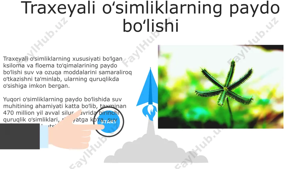 lib, keyinchalik o'simliklarning evolyutsiyasiga katta ta'sir ko'rsatgan. taxminan 1000 ga yaqin tirik gimnosperm turlari mavjud bo'lib, ularning aksariyati ignabarglilar bo'lib, turli xil iqlim sharoitlariga moslashgan. 06 05 04 fotosintezning evolyutsiyasi 01 02 o'simliklarda kislorodli fotosintezning paydo bo'lishi, taxminan 2,5 milliard yil avval, atmosfera tarkibini tubdan o'zgartirdi va yer yuzida hayotiy muhitni shakllantirdi. c4 va cam fotosintezi kabi samaraliroq usullar keyinchalik evolyutsiya jarayonida rivojlandi. fotosintezning dastlabki shakllari, suvda erigan co₂ dan foydalanuvchi anoksigen fotosintez, taxminan 3,5 milliard yil avval paydo bo'lgan va kislorod hosil qilmagan. suv oʻsimliklaridan quruqlik oʻsimliklariga oʻtish suv oʻsimliklaridan quruqlik oʻsimliklariga oʻtish jarayonida 400 million yil avval birinchi quruqlik oʻsimliklari, rizosoidlarga ega boʻlgan sodda quruluşli organizmlar paydo boʻlgan. spermatozoidlarning suv muhitida harakatlanishiga bogʻliq boʻlgan suv oʻsimliklaridan farqli ravishda, quruqlik oʻsimliklari changlatish uchun shamol yoki hasharotlar kabi tashuvchilarga ega boʻlib, bu jarayon unumdorligi 10% dan 90% gacha oshgan. urgʻochilikli oʻsimliklarning xilma-xilligi poligamiya hodisasi urgʻochilikli oʻsimliklarning genetik xilma-xilligini oshiradi, shu …