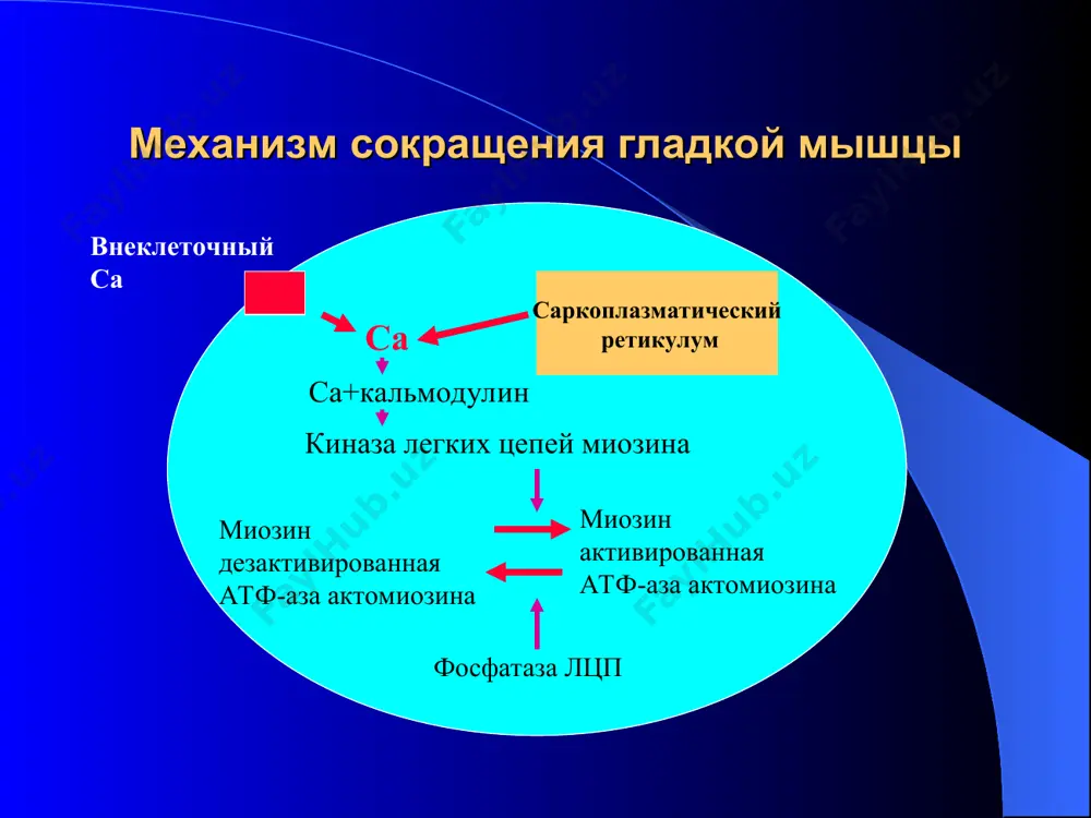 ри недостаточной готовности к родам нерациональное применение родостимулирующих и обезболивающих средств несвоевременное вскрытие плодного пузыря патогенез аномалий родовой деятельности изменение локализации «водителя» ритма снижение синтеза и нарушение соотношения простагландинов e2 и f2α изменение ритмического выброса окситоцина изменение активности симпатико-адреналовой системы уменьшение образования и низкая плотность α и β-адренорецепторов, определяющих синхронность сокращения и расслабления матки биохимические изменения в миометрии: накопление недоокисленных продуктов  переход аэробного гликолиза в анаэробный  быстрое истощение запасов глюкозы и гликогена классификация аномалий сократительной деятельности матки первичная слабость родовой деятельности вторичная слабость родовой деятельности чрезмерно сильная родовая деятельность с быстрым и стремительным течением родов дискоординированная родовая деятельность - дискоординация - гипертонус нижнего сегмента - тетания матки (судорожные схватки) - дистоция шейки матки классификация форм родовой деятельности по и.и.яковлеву (1969 г.) тонус матки характер сокращения матки % гипертонус тетания 0,05 частичный спазм нижнего сегмента 0,4 нормотонус ритмичные, координированные 90,0 некоординированные, ассиметричные 0,47 нормальные, сменяющиеся слабыми (вторичная слабость) 2,47 …