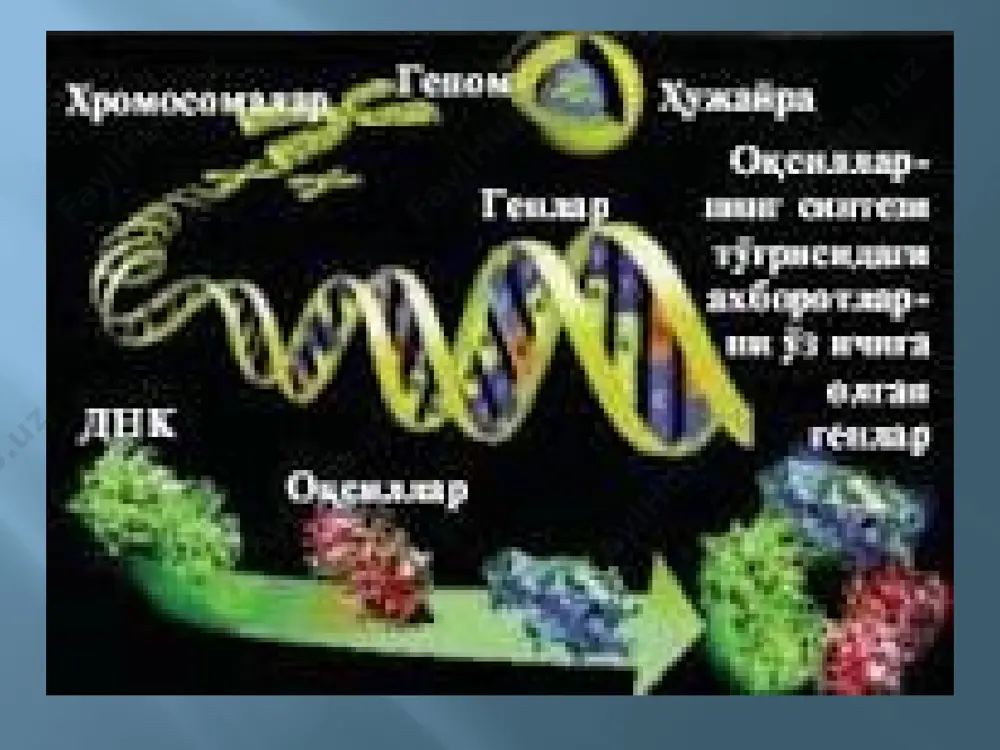 ли озик-овкат таркибида истеъмол килиш ёки соф холдаги витаминларни ёки уларни олд махсулотларини (организмда витаминга айланадиган моддалар) кабул цилишдир. бу витамин оксидланиш-кайтарилиш ферментяари фаол гуруэдарй флавинмоно-нуклеотид (фмн) таркибига киради. шунинг учун лам, организмда бу витамин етишмаганда оксидланиш-кайтарилиш жараёнлари сусайиб кетади. бу витаминни чучкаларга бериш меъёри 2-7 мг, хар бир килограмм курук озикага кушиб берилади. хайвонларга озвд сифатида ишлатилиб келинаётган усимлик махсулотларида в? витаминни микдори жуда хам кам. в2 витаминини х,ар хил таксомик гурухга кирувчи микроорганизмлар - бактериялар, ачитки замбуруглар, актиномицетлар синтез киладилар, баъзи- бир штаммлар 1 л культурал суюкликда 1 мггача в2 витамини синтез кила олади. озика рнбофлавинни продуцента егетогъесгит амуп ачитки замбуругини селекция кдлиб тайёрланган штамми х,исобланали, рибофлавин ачитк^и хужайраларини вакуолаларида тулланип, микроорганизмга узига хос булган сарик, ранг беради. катта хажмла ишлаб-чикариш учун алохида таркибга эга булган суюк озвща мухити тайёрланади, экув материаллари эса махсус ускуналарда (кичикрок ферментёрларда) устирилади озик;а мухити таркибига керакли микдорда соя уни, маккажухори экстракта, бур …