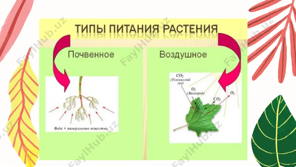 учитель биологии высшей категории - Page 5