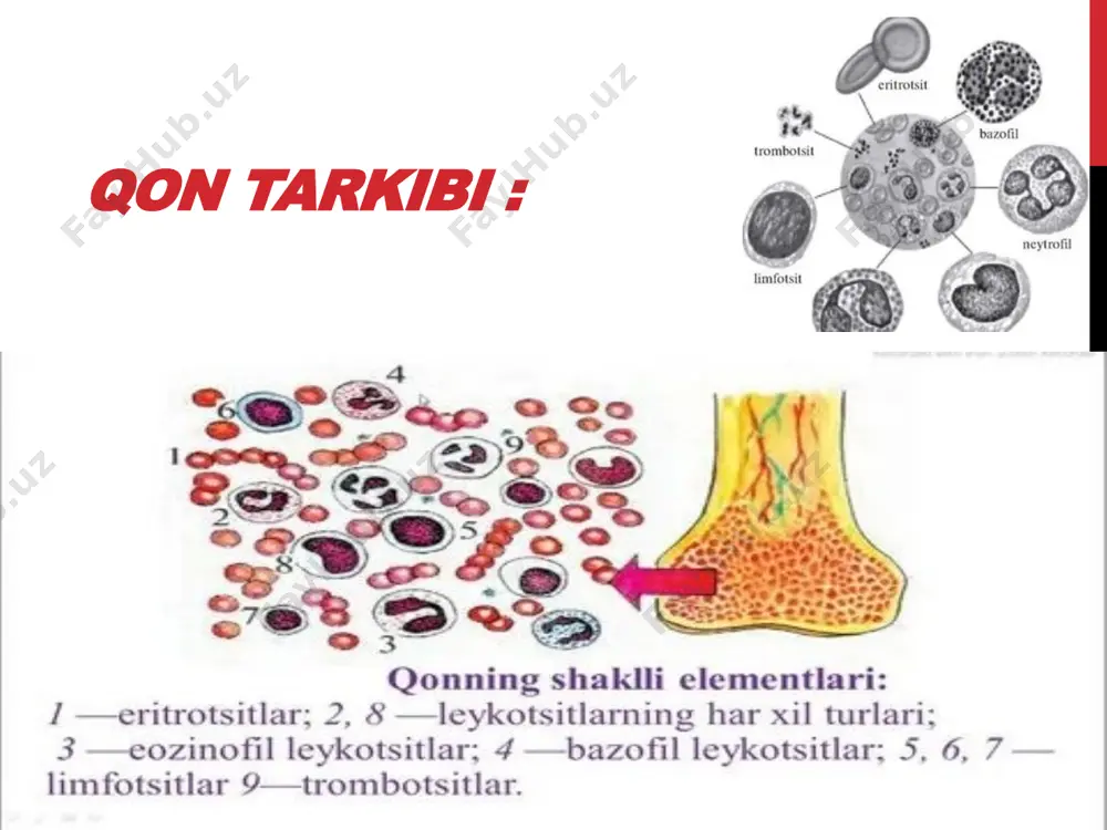 vodorod peroksid, ferrosianid) bilan birikmasi. bunda temir fe+2 valentlikdan fe+3 valentlikga o’tadi. 13 gemoliz va uning turlari : eritrositlar qobig’ining yorilib undagi gemoglobinning qon plazmasiga chiqishi gemoliz deyiladi. gemolizning quyidagi turlari mavjud: .osmotik gemoliz .biologik gemoliz .termik gemoliz .mexanik gemoliz .immun gemoliz eritropoez va uning boshqarilishi : eritropoez- bu eritrotsitlarning hosil bo’lishi jarayoni. eritrositlar o’rtacha 80-120 kun yashaydi. eritropoez jarayoni uchun muhim: temir-eritropoez jarayonining normal kechishi uchun kundalik ratsionida 12-15 mg bo’lishi kerak. askorbin kislotasi-temirning ichaklarda so’rilishi uchun zarur. mis-qizil ko’migda gem sintezi uchun sarflanadi. vitamin b12 va folat kislotasi va boshqa b guruh vitaminlari zarur. vitamin b12 kaslning tashqi omili hisoblanadi. eritropoezni boshqarilishida maxsus modda ,,eritropoetin’’ ishtirok etadi. image2.jpeg image3.jpeg image4.png image5.jpeg image6.png image7.png image8.jpeg image9.png image10.png image11.png image12.png image13.png /docprops/thumbnail.jpeg