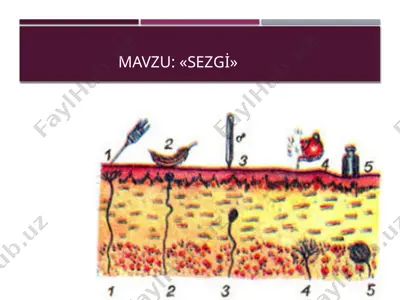 sezgi — PPTX