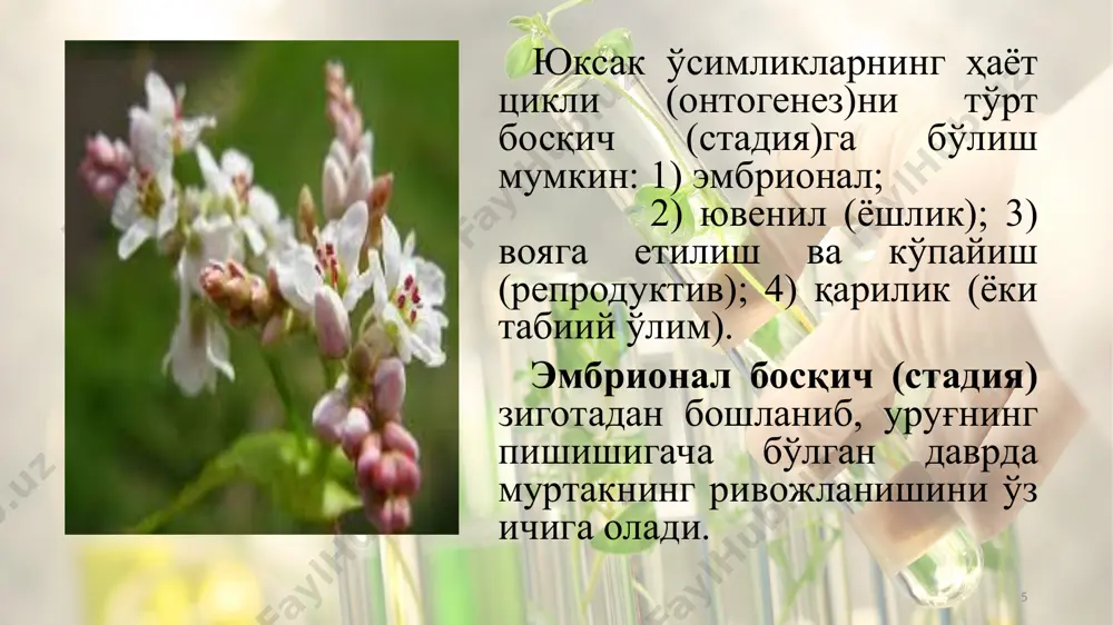 (1), кўп йиллик ўт ўсимликларида ер остки қисмлари умрининг охиригача сақланиб, ер устки қисмлари ҳар йили нобуд бўлиб туриши (2), дарахтларда эса барглари, айрим новдалари ўлиши ва тўкилиши (3)да намоён бўлади. қариш жараёнида баргларда хлорофилл, оқсиллар ва нуклеин кислоталар миқдори кескин камаяди, фотосинтез секинлашади ва тўхтайди. ферментларнинг синтетик қобилияти тўхтаб, гидролитик фаолияти жадаллашади. барг ва меваларнинг тўкилиши олдидан уларнинг бандида ажратгич қават ҳосил бўлади. * қариш жараёнида ўсимлик органлари ўртасидаги муносабатлар бузила бошлайди. илдизнинг сўриш кучи, ксилема оқимининг жадаллиги, органик моддалар билан таъминланиш камаяди. фотосинтезнинг секинлашиши ёки тўхтаб қолиши илдизларнинг зарарланишига олиб келади. натижада минерал моддалар ва цитокининларнинг ер устки қисмларига етказилиши тўхтаб қолади. * н.п.кренке (1940)нинг “ўсимликларнинг онтогенезида циклик қариш ва ёшариш назарияси”га кўра ҳар бир ўсимлик индивиди, албатта, қарийди ва охирида нобуд бўлади. ўсимликлар ривожланиш жараёнида қариб боради ва бу жараён циклик хусусиятга эга. бир вақтда қаришга қарама-қарши ёшариш, яъни янги ҳужайралар, тўқималар ва органлар (поя, барглар, илдизлар) …