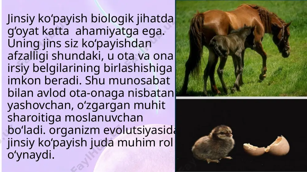 ortadi. spermatogenezda birlamchi jinsiy hujayralar juda tez ko‘ payadi, ko‘pincha bu jarayon balog‘atga yetish davridan boshlab qarilik davrigacha davom etadi. ovogenezda birlamchi urg‘ochi jinsiy hujayralarning ko‘payishi tuban umurtqasizlarda butun umri mobaynida davom etadi. ii bosqich. o‘sish davri boshlang‘ich jinsiy hujayralarning ayrimlari o‘sish zonasiga o‘tib kattalashadi, oziq moddalar to‘playdi. ularning dnk miqdori ikki hissa ortadi. birlamchi spermatozoidlar o‘sish zonasida tez kattalashmaydi. lekin tuxum hujayralar ayrim vaqtlarda bir necha yuz va ming martagacha kattalashadi. birlamchi tuxum hujayralarning o‘sishi organizm ning boshqa hujayralarida hosil bo‘ladigan moddalar hisobiga amalga oshadi. misol uchun baliqlar, suvda ham quruqda yashovchilar, sudralib yuruvchilar va qushlardagi tuxum hujayraning asosiy qismini sariqlik tashkil etadi. sariqlik zaxira oziq moddalar to‘plamidir. bundan tashqari birlamchi jinsiy hujayralarda ko‘p miqdorda oqsil va rnklar sintezlanadi. iii bosqich.yetilish davri — hujayralar yadrosidagi diploid to‘plam ikki hissaga ortadi. bu davrda hujayralar meyoz usulida ko‘payib, gaploid to‘plam ga ega bo‘ladi. bosqich.shakllanish davri — hosil bo‘lgan jinsiy hujayralarning ma’lum …