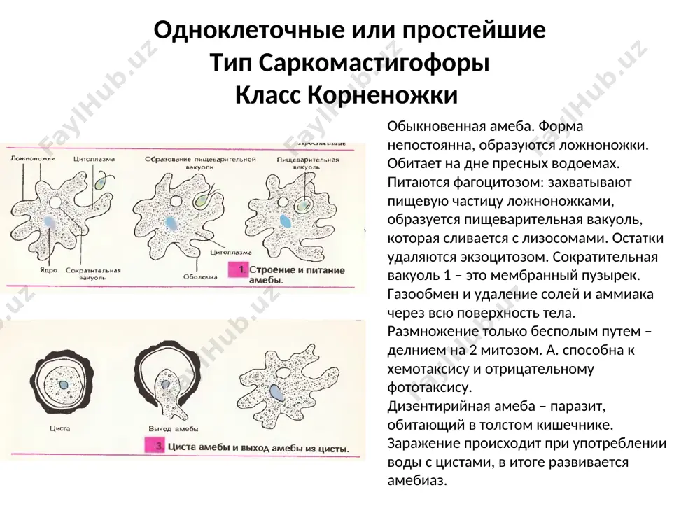 – наличие стрекательных клеток. к. обитают в пресной и соленой воде. класс гидрозои пресноводная гидра. живет в чистых пресных водоемах. клеточный состав эктодермы: 1. эпителиально-мускульные клетки. составляют основную массу, образуя однослойный покровный эпителий. к мезоглее прилегают мускульные отростки. при их сокращении тело укорачивается. 2. промежуточные – недифференцированные клетки, которые могут стать любым типом клеток. 3. нервные клетки – образуют рассеянное нервное сплетение, скопление нервных клеток вокруг рта, на подошве и на щупальцах. 4. стрекательные клетки – имеют стрекательную капсулу с ядом. на щупальцах образуются стрекательные батареи. 5. половые клетки в гонадах. клеточный состав энтодермы: 1. эпителиально-мускульные клеткиш – участвуют в клеточном пищеварении. при сокращении - гидра сужается. 2. железистые клетки – выделяют в полость кишки пищеварительные ферменты – полостное пищеварение. пресноводная гидра дыхание и выделение – через всю поверхность тела. рефлексы – ответ на прикосновение, температуру, химические вещества… гидра обладает высокой степенью регенерации – большую роль играют промежуточные клетки. в …