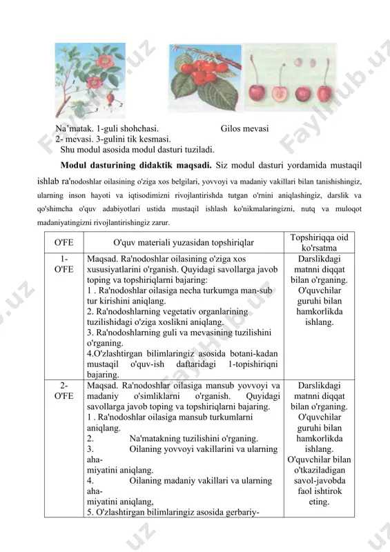 guruhi bilan hamkorlikda ishlang. 2- o'fe maqsad. ra'nodoshlar oilasiga mansub yovvoyi va madaniy o'simliklarni o'rganish. quyidagi savollarga javob toping va topshiriqlarni bajar​ing. 1.ra'nodoshlar oilasiga mansub turkumlarni aniqlang. 2. na'matakning tuzilishini o'rganing. 3. oilaning yovvoyi vakillarini va ularning aha- miyatini aniqlang. 4. oilaning madaniy vakillari va ularning aha- miyatini aniqlang, 5. o'zlashtirgan bilimlaringiz asosida gerbariy- lardan foydalanib 2-topshiriqni bajaring. darslikdagi matnni diqqat bilan o'rganing. o'quvchilar guruhi bilan hamkorlikda ishlang. o'quvchilar bilan o'tkaziladigan savol-javobda faol ishtirok eting. bu oilaga shimoliy yarimsharning mo'tadil iqlimli mintaqalarida o'sadigan 120 turkumga mansub 3000 ga yaqin turdagi daraxt, buta va ko'p yillik o'tlar kiradi. o'zbekistonda uning 35 turkumga mansub 153 turi o'sadi bu oilaga tobulg'i, olcha, na'matak, olma, olxo'ri, bodom, nok, shaftoli, kamxastak, gilos, qulupnay, maymunjon kabi turkumlar kiradi tog' va to'qaylarda na'matak turkumiga mansub turlar o'sadi. ulardan biri oddiy na'matak (ra'no)dir. u bo'yi 3—4 m ga yetadigan, poyasi ko'p, tikanli sershox buta. barglari murakkab toq patsimon, …