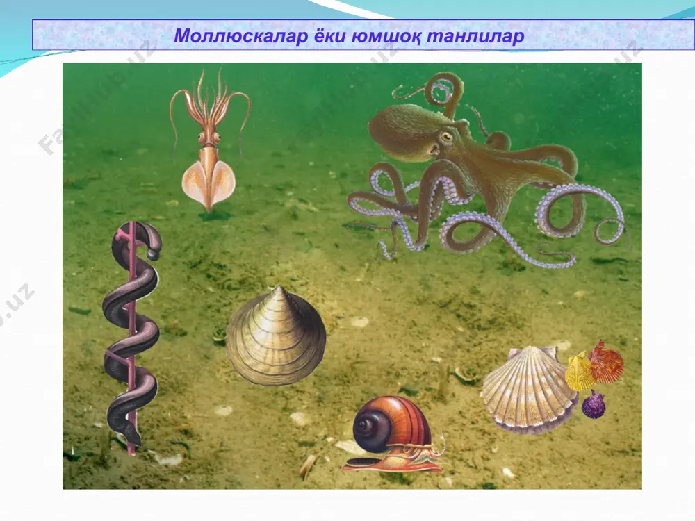 моллюскалар ёки юмшоқ танлилар(molluskа) типи - Page 4