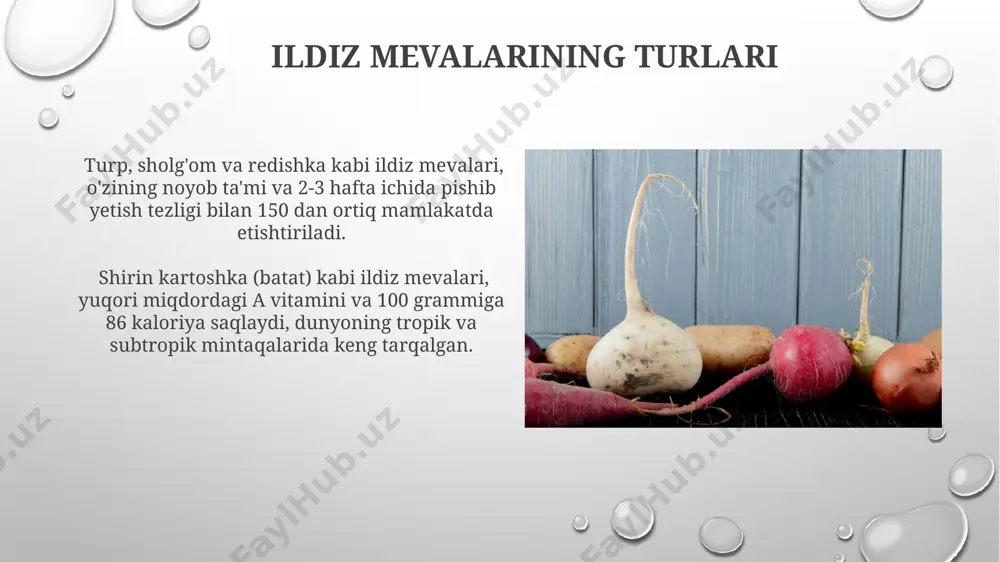 bzavot yetishtirish hajmi 150 ming tonnadan oshgan bo'lib, bu umumiy iqtisodiyotga 50 million dollarlik hissa qo'shgan. qashqadaryo viloyati bozorlarida 2023 yilning birinchi choragida lavlagi va boshqa ildiz mevalarining eksport hajmi 10 ming tonnani tashkil etib, mamlakatning valyuta zahirasini oshirishga yordam bergan. lavlagi yetishtirishning o'ziga xos xususiyatlari lavlagi urug'i ekishdan oldin 2-3 kun davomida iliq suvda namlantirilsa, unib chiqish tezligi 10-15% ga oshadi, bu esa farg'ona vodiysidagi qumloq tuproqlarda muhim ahamiyat kasb etadi. lavlagi yetishtirishda 15-20°c optimal harorat hisoblanadi va unumdorligi yuqori bo'lishi uchun tuproq namligi 70-80% oralig'ida saqlanishi kerak, ayniqsa samarqand viloyati sharoitida. ildiz mevalarining ta'rifi lavlagi, ildiz mevalarining bir turi sifatida, o'rtacha 15-20 sm uzunlikda va 8-10 sm diametriga ega bo'lib, uning tarkibida 10% ga yaqin shakar va bir qancha vitaminlar mavjud, bu esa uni qimmatli oziq-ovqat mahsulotiga aylantiradi. ildiz mevalari, jumladan, kartoshka, turp va sholg'omlar, o'zbekistonning andijon viloyati kabi unumdor yerlarida keng miqyosda yetishtirilib, 1 gektar maydondan o'rtacha …