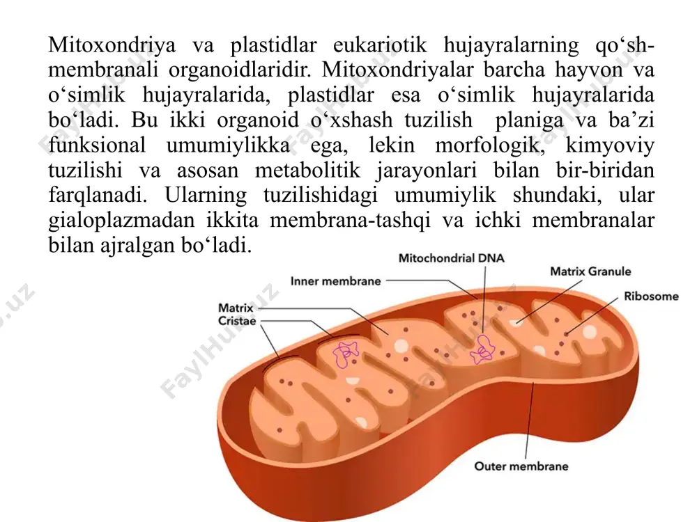 yonida aloqasi borligini ko‘rsatib berdi. 1894 yilda benda sichqonning rivojlanayotgan urug‘don hujayrasida mitoxondriyani kuzatdi va dastlab xondrosoma, keyinroq mitoxondriya deb atadi (grekcha mitos-ip, xondrion-donacha). 1938 yili varburg oksidlanish reaksiyalari atf sintezi bilan bog‘liqligini ko‘rsatdi. mitoxondriyalar bu organoid hozirgi vaqtda barcha eukariot avtotrof va geterotrof organizmlar hujayralarida topilgan.o‘simlik hujayralarida uni f.meves birinchi bo‘lib kuzatdi. mitoxondriyalarning shakli yumaloq, ovalsimon, tayoqchasimon, ipsimon yoki kuchli tarmoqlangan tanachalar shaklida bo‘ladi(29 rasm). yumaloq mitoxondriyaning diametri 0,2-1 mkm, tayoqchasimonlarining uzunligi - 7 mkm gacha, ipsimonlariniki 15-20 mkm gacha bo‘ladi. rasmda elektron mikroskopdagi ultrastukturaviy tuzilishi ularning kattaligi ham shakli kabi har xil. yumaloq mitoxondriyaning diametri 0,2-1 mkm, tayoqchasimonlarining uzunligi - 7 mkm gacha, ipsimonlariniki 15-20 mkm gacha bo‘ladi. mitoxondriyalarning soni ham turli hujayralarda turlicha. masalan, ba’zi hasharotlarning yetilgan spermalarida 5-7 ta, jigar hujayrasida- 2500 tagacha bo‘lishi mumkin. har xil hujayralarda mitoxondriya soni mitoxondriyalarning soni hujayraning funksional faolligiga bog‘liq.uchadigan qushlarning ko‘krak muskul hujayralarida, uchmaydigan qushlarning xuddi shunday hujayralaridagiga nisbatan …