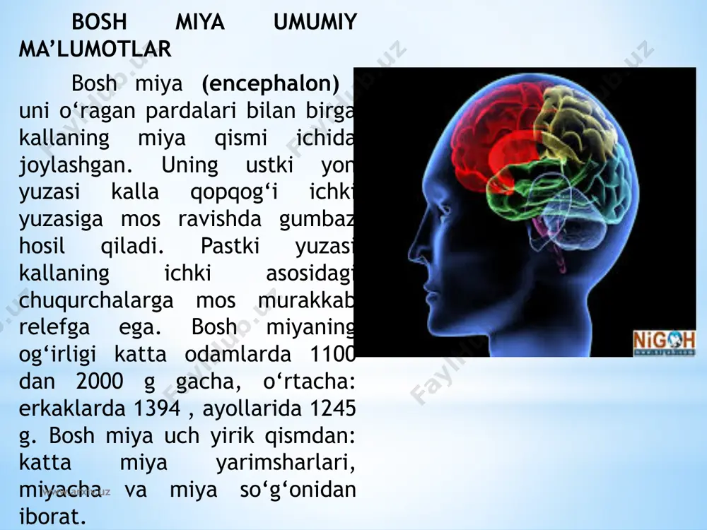 monida oldingi ilma-teshik modda (substantia perforata anterior) joylashib, bu teshiklar orqali miya ichiga arteriyalar kiradi. ilma-teshik modda oralig‘ida ko‘ruv nervi kesishmasi (chiasma opticum) joylashgan. u ko‘ruv nervi (n. orticus) ii juft bosh miya nervi tolalaridan hosil bo‘ladi. ko‘ruv nervi orqa tomonga ko‘ruv trakti (tractus opticus) bo‘lib davom etadi. ko‘ruv nervi kesishmasining orqa tomonida kulrang tepacha (tuber cinereum) yotadi. uning pastki qismi torayib quyg‘ichni (infundibulum) hosil qiladi. quyg‘ichning uchida ichki sekretsiya bezi gipofiz (hypophysis) turadi. kulrang tepachaning orqa tomonida oq sharsimon shakldagi ikkita oq so‘rg‘ichsimon tana (corpora mamillaria) bor. so‘rg‘ichsimon tananing ikki yon tomonida bo‘ylamasiga joylashgan ikkita yo‘g‘on oq to‘sinlar singari miya oyoqchalari joylashgan. ular o‘rtasida oyoqchalararo chuqurcha (fossa interpedincularis) bo‘lib, uning tubini orqa ilma-teshik modda (substantia perforata posterior) hosil qiladi. bu teshiklar orqali miya ichiga qon tomirlar kiradi. miya oyoqchalarining ichki yuzasidan iii juft bosh miya nervi ko‘zni harakatlantiruvchi nervning (n. oculomatorius) ildizi ko‘rinadi. www.arxiv.uz miya oyoqchalarining tashqi yuzasidan iv …