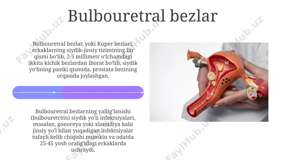 rining kengayishi va qon bilan to'lishi natijasida yuz beradi, shuningdek, bu jarayonga asab tizimi ham ta'sir qiladi. moyaklar (testislar) moyaklar (testislar) spermatozoidlarni ishlab chiqarishga mas'ul bo'lib, kuniga taxminan 100 million hujayra hosil qiladi va bu jarayon gormonlar, xususan testosteron ta'siri ostida 35°c atrofida optimal haroratda sodir bo'ladi. o'rtacha kattalikdagi moyaklarning uzunligi taxminan 4-5 sm, eni esa 2-3 sm ni tashkil etadi va ular skrotum deb ataluvchi teri qopchasi ichida joylashgan bo'lib, bu tashqi muhit haroratidan 2-3°c pastroq haroratni ta'minlaydi. sperma hosil bo'lishi spermaning yetukligi epididimisda 12-20 kun davom etadi va shu davr mobaynida ular harakatlanish qobiliyatiga ega bo'ladilar. ushbu organ 4-6 metr uzunlikdagi naysimon struktura bo'lib, uning ichida spermalar pishib yetiladi. testosteron gormoni, moyaklar tomonidan ishlab chiqariladi va bu gormon spermatogenez jarayonini boshqarishda muhim rol o'ynaydi. taxminan 100 millionga yaqin sperma hujayrasi kunlik ravishda ishlab chiqariladi. e'tiboringiz uchun rahmat @taqdimot_robot image4.jpg image5.jpg image6.jpg image7.jpg image8.jpg image9.jpg image10.jpg image11.jpg image12.jpg image13.jpg …