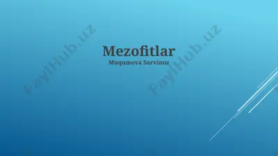 mezofitlar — PPTX