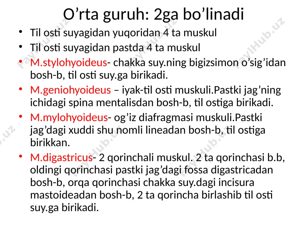 ablar asosini tashkil etadi. m.levator labii superior – yuqori labni yuqoriga ko’taruvchi muskul. bu muskul yuqori jag’ning ko’z osti qirrasidan bosh-b, burun- lab burma terisiga birikadi. m.depressor labii inferior- pastki jag’ning engakidan bosh-b, og’iz burchagi terisiga birikadi. m.zygomaticus major - yonoq suyagining tashqi yuzasidan bosh-b, og’iz burchagiga birikadi. m.zygomaticus minor- yonoq suyagidan bosh-b, burun- lab burmasiga tugaydi. orqa muskullari protuberantia occipitalis externa, liea nuchae superiordan chanoqgacha bo’lgan masofa. muskullar bu sohada 4 ta qavat bo’lib joylashgan. yuza qavati 2ta m.trapesius- protuberantia occipitalis externa, linea nuchae superior barcha bo’yin va k’krak umurtqalarning processus spinosuslardan bosh-b, tolalari yuqoridan pastga, ko’ndalang, pastdan yuqoriga yo’nalgan kurak suyagining acromioniga va spina scapulasiga birikadi. m.latissimus dorsi- orqaning serbar muskuli. pastki 4ta ko’krak, barcha bel va dumg’aza umertqalarning qirrali o’siqlari va dumg’aza suyagining orqa yuzasidan boshlanib, yelka suyagining crista tuberculi minorisga birikadi. 2-qavat: m.romboideus minor- 7-bo’yin va 1-ko’krak umurtqalarining processus spinosusdan bosh-b, kurak suy.ning margo medialisiga birikadi. …