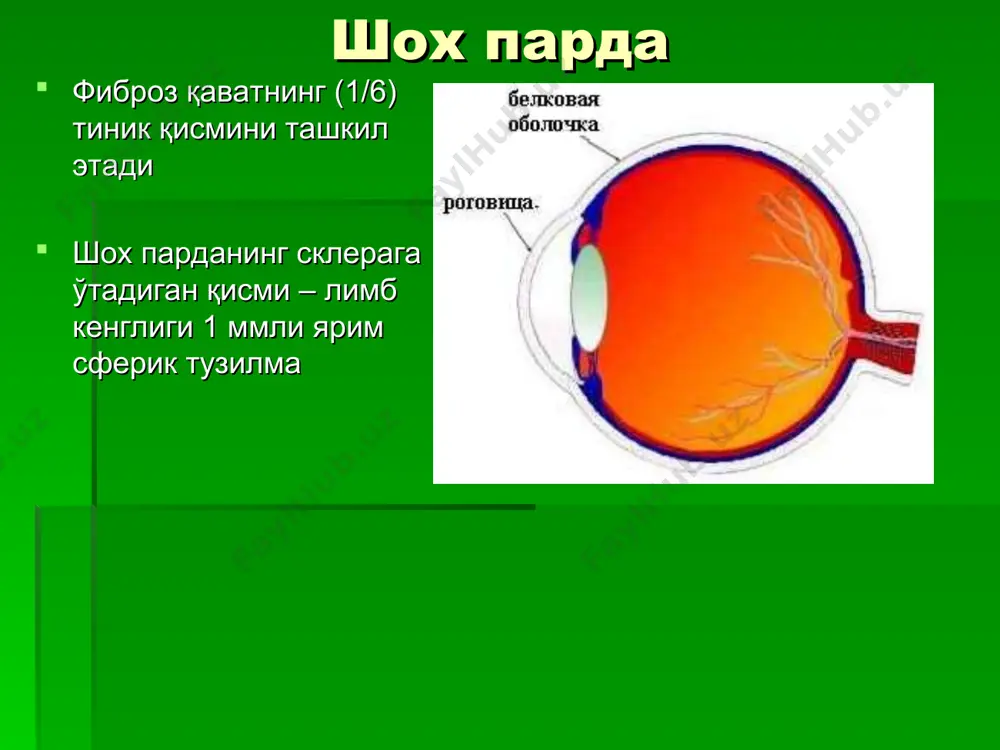 е раны закручиваются кнаружи в капсуле выделяют переднюю и заднюю части с границей в экваториальной зоне передняя часть капсулы толще задней (соответственно 0,02 и 0,002-0,004 мм), что обусловлено нахождением под ней однослойного эпителия эпителий хрусталика однослойный он выполняет несколько функций: трофическую, барьерную и камбиальную хрусталиковые волокна - (это потерявшая ядро видоизмененная клетка эпителия из экваториальной зоны, длиной от 8 до 12 мм) состоят как бы из двух порций, которые растут от экватора в двух противоположных направлениях - к полюсам линзы при этом молодое хрус- таликовое волокно от- тесняет кнутри более старое стекловидное тело спереди прилежит к хрусталику, а на остальном протяжении контактирует с сетчаткой оно представляет собой гелеобразную массу, весом 4 г и объемом 3,5-4,0 мл, которая на 99,7 % состоит из воды, причем только десятая ее часть химически связана с витреальными компонентами макроскопически различают три составные части: собственно стекловидное тело ("студень") пограничная мембрана клокетов канал пограничная мембрана поверхность ст …