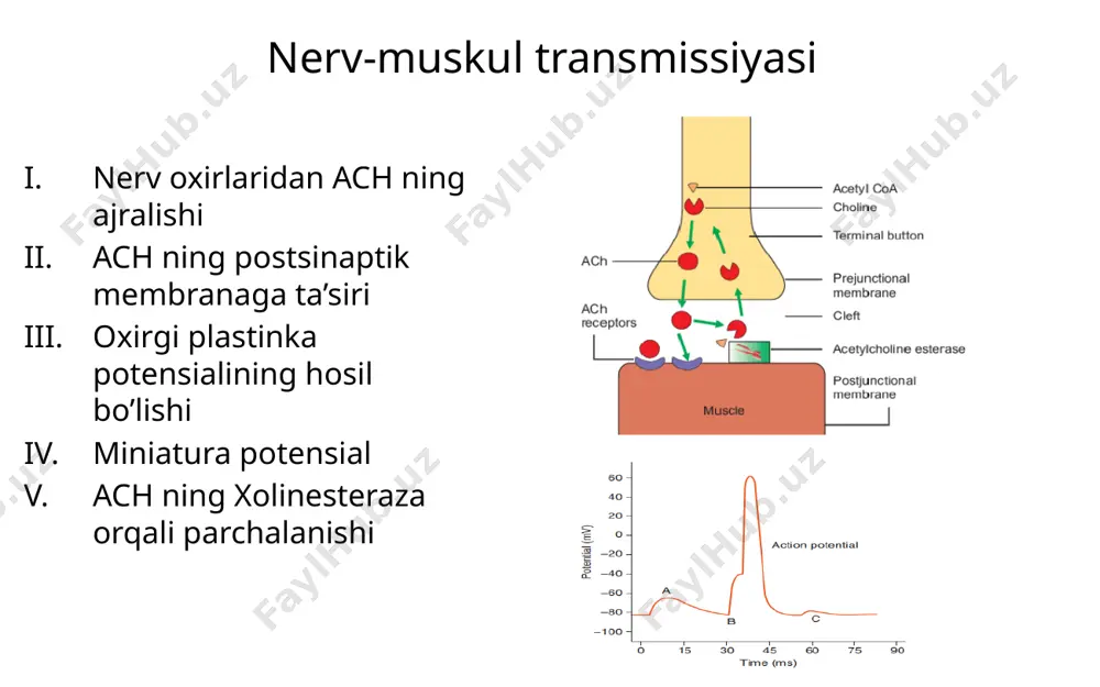 iq muskul skelet muskuli kabi ko’ndalang targ’illikka ega emas ixtiyorga bog’liq emas, avtonom nerv sistemasi orqali innervatsiya qilinadi duksimon shaklda 2 xil turi mavjud: multi-unit single-unit(unitary) struktur tuzilishi tinchlik potensiali harakat potensiali silliq muskul tolasining plastikligi foydalanilgan adabiyotlar indu khurana |concise textbook of medical physiology indu khurana |textbook of medical physiology cc chatterjee’s human physiology tuzuvchi: murodxonov abdulaziz to’siqlar osha g’alaba sari birgalikda! e’tiboringiz uchun rahmat image1.jpg image2.png image3.png image4.png image5.png image6.png image7.jpeg image8.png image9.jpg image10.png image11.png image12.png image13.png image14.png image15.png image16.png image17.png image18.png image19.png image20.png image21.png image22.png image23.png image24.png image25.png image26.png image27.jpg image28.png image29.png image30.png image31.png image32.png image33.png image34.png image35.png image36.png image37.jpeg image38.jpeg image39.jpeg muscle cells, illustration /docprops/thumbnail.jpeg
