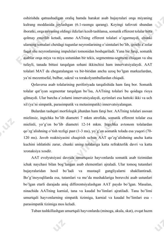 lishning o’tish tezligi past (1-3 ms), yo’g’on somatik tolada esa yuqori (70-120 ms). javob reaktsiyasini chaqirish uchun aat qo’zg’alishning ancha katta kuchini ishlatishi zarur, chunki uning tolalariga katta refrakterlik davri va katta xronaksiya xosdir. aat evolyutsiyasi davrida umurtqasiz hayvonlarda somatik asab tizimidan ichak naychasi bilan bog’langan asab elementlari ajraladi. ular tomoq tutamlari hujayralaridan hosil bo’ladi va mustaqil gangliyalarni shakllantiradi. bo’g’inoyoqlilarda esa, tutamlari va me’da mushaklariga boruvchi asab ustunlari bo’lgan etarli darajada aniq differentsiyalashgan aat paydo bo’lgan. masalan, ninachida aatning karnial, tana va kaudal bo’limlari ajratiladi. tana bo’limi umurtqali hayvonlarning simpatik tizimiga, karnial va kaudal bo’limlari esa - parasimpatik tizimiga mos keladi. tuban tashkillashgan umurtqali hayvonlarda (minoga, akula, skat), ovqat hazm qilish kanalini ta’minlaydigan simpatik o’ramlar yo’li va vistseral shoxchalardan boshlanadigan orqa - bosh miya asablari bo’ylab hujayralarning gangliyalari to’plami paydo bo’ladi. ular orqa - bosh miya asablarining har bir juftligiga mos ravishda aortadan dorsalroq joylashgan. gangliyalardan ichki a’zolar va yurakka …