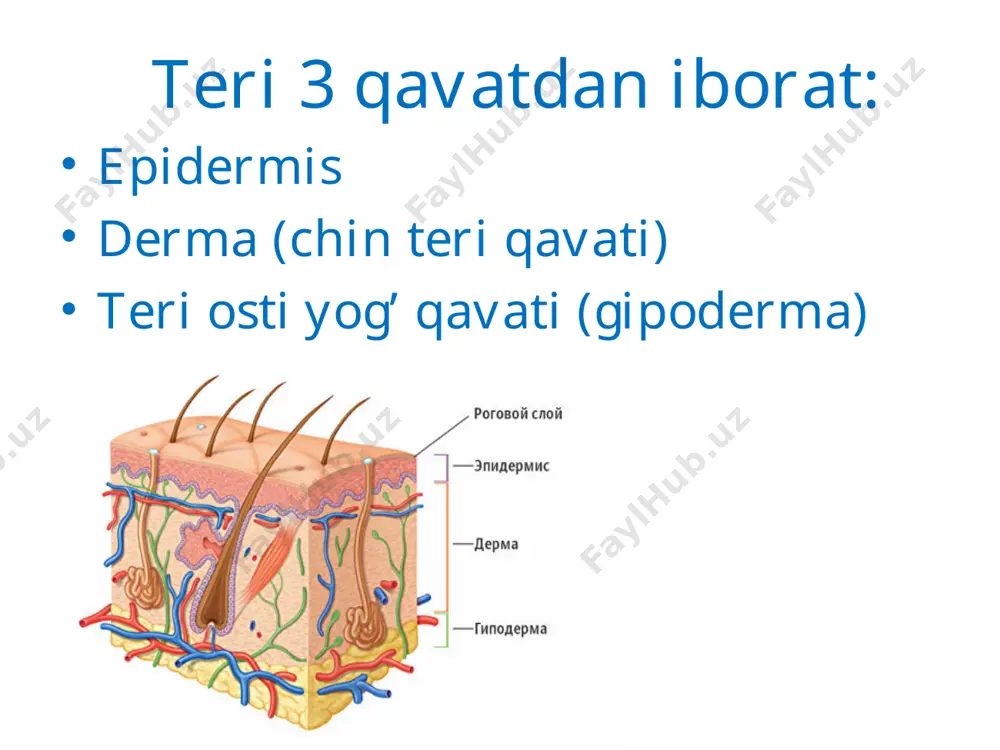teri va siydik ayirish sistemasi - Page 3