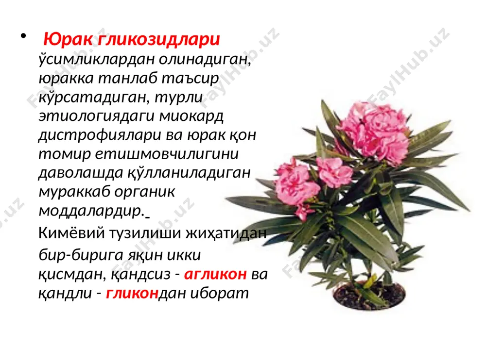 келиб чикадиган натижа миокарднинг кислородга мухтожлигини камайтиради ишемия булган жойда қон айланишини яхшилайди умумий периферик томирлар ва қон оқиши қаршилигини камайтиради томирларга марказдан келадиган торайтирувчи рефлексларни сусайтиради патологияда катталашган юрак чегараси кичраяди ножўя таъсирлари: рефлектор тахикардия,бош оғриғи,бош айланиши дори воситасининг дозаси ошиб кетганда келиб чиқадиган симптонлар: лаблар,тирноқлар, кафтлар цианози ҳансираш чарчаш ва ҳолсизлик тахикардия ҳароратнинг ошиши қалтираш кўлланилиши: стенокардия хуружи вақтида. сустак нитроглицирин препаратларидан бири бўлиб, ундан фарқи секин сўрилади. таблетка ҳолида , ичишга буюрилади сустак мите 2.6 мг дан сустак форте 6.4 мг дан нитроглицерин тутади. таъсири 10- 15 минутдан кейин бошланиб, 4 соатгача давом этади. ножўя таъсири: нитроглицериндан камроқ тринитролонг таркибида 0.001 дан нитроглицерин тутган пластинка шаклида милкка қўйилади, унинг таъсири 7 -8 соат давом этади қўлланилади: стенокардия хуружини олдини олишда ёки бартараф қилишда. эффекти нисбатан камроқ ичилгандан сўнг таъсири 30 дақиқадан сўнг бошланиб, 2 -4 соат давом этади ножўя таъсири: нитроглицериндан камроқ, баъзан диспептик ҳолатлар келиб чиқиши …