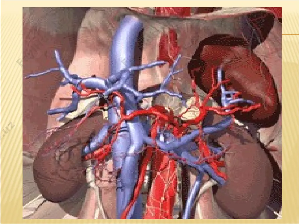 rivojlanishida qaysi etiologiyadan qatiy nazar morfologik o'zgarishlar bir hil bo'lib, glomeruloskleroz, interstsial fibroz, saqlangan nefronlarning gipertrofiyasi bilan kechadi. koptokchalar ichidagi gemodinamik o'zgarishlar gipertenziyada namoyon bo'lib, u koptokchalar arteriolalari tonusining pasayishi va rezervdagi buyraklar funksiyasining yo'qolishi tufayli ro'y beradi. sbye ning patogenezini 2 ta jarayon tashkil qiladi: 1. buyraklar parenhimasining sekinlik bilan sklerozga uchrashi va harakat qilayotgan nefronlar massasining kamayishi. 2. har bir nefrondagi koptokchalar filtrasiyasining kamayishi. bu o'z navbatida bazi bir biologik aktiv moddalarning to'planishiga, bazilarining esa etishmovchiligiga sabab bo'ladi. azot almashinuvining hosilalari, o'rta molekulyar og'irlikka (300-250 dalton) moddalar to'planib qoladi, juda kam miqdorda bo'ladi. bu molekulyar moddalar tarkibi paratgarmon, natriy uretik omil va boshqa turli hil ingibitorlar (dnk, gemoglobin, fagositoz sintezlari) ham kiradi. ular bilan uremik intoksikasiya bog'liqligi o'rganilgan. organizmda toksik moddalar ko'paygan holatda bir hil moddalarning sintezi pasayadi, eritropoetinning sintezi pasayganligi sababli anemiya rivojlanadi, vitamin d ni hosil qiladigan derivatlarning kamayishi ikkilamchi giperparatireozga olib keladi. rasm. 8-5. mochevinaning …