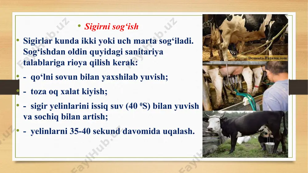 xotinlar bu bolaning dastidan “dod” debdi. shumtaka ko‘chaga chiqishi bilan hamma bolalar uy-uyiga kirib ketadigan bo‘libdi. bechoraa buvisining g‘alamis nabirasi ketidan eshitmagan dakkisi qolmabdi. kunlarning birida xonada o‘tirib zerikkan bolakay og‘ilga chiqibdi. qarasa, qovog‘ari g‘ishtning orasiga in qurganmish. shum bola “bularning ham bir dodini beray”, deb cho‘pni arining iniga ikki-uch marta tiqibdi-da, orqasiga tumtaraqay qochibdi. arilar bu ishni kim qilganini ko‘rmay, oxirda o‘t chaynab turgan sigirni chaqibdi. — esing joyidami seni? – debdi darg‘azab sigir. — nega meni chaqasan? — nega shu yerda turib bizga xabar bermading? – debdi mag‘rur ohangda arilardan biri. — bir og‘iz “mo‘-o‘” desang, hozir ikkita askarim halok bo‘lmasdi. loqaydliging uchun nasibangni olding. sigir biroz qizishib u yoq, bu yoqqa alanglabdi-da, nima deyishini bilmay yana pichan kavshashga tushibdi. tinib-tinchimas bezori ko‘chadan o‘ziga sherik topolmagach og‘ilxonaga qaytibdi. sigirning oldiga kelib, bo‘ynidan siypalabdi. — moshoncham, moshijonim. baqraygan ko‘zlaringdan! – deb ko‘ziga g‘o‘zapoya tiqib qochibdi. bechora sigirning ko‘zlaridan shashqator …