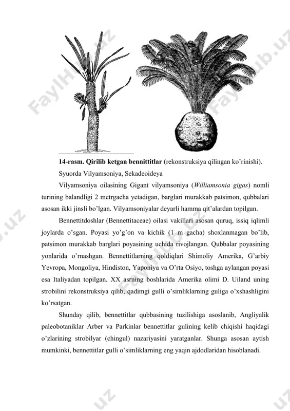 a subtropik hududlarda tarqalgan turlari ularning eng qadimgi turlari sanaladi va ular mezozoy erasida keng tarqalgan bo’lib, bizning davrimizgacha yetib kelgan. keyingi ma’lumotlar bo’yicha sagovniklar quyi karbonda paydo bo’lib, ular kelib chiqishi jihatdan urug’li qirqquloqlar bilan borliq deb qaraladi. sagovniklar hayotiy shakliga ko’ra asosan daraxt va butalardan iborat, lekin poyasi to’liq yer ostida yoki tanasining bir qismigina yer ustida joylashgan turlari ham bor. yer ustida esa asosan barglari joylashgan. ba’zi birlarida yer usti poyalari tugunaksimon shaklda bo’ladi. sagovniklarning poyasining uchida joylashgan patsimon barglari urug’li qirqquloqlarning barglariga o’xshab ketadi. ularning barglari ham har xil. masalan, pakana (karlik) zamiyalarning barglari 56 sm uzunlikda bo’lsa, sagovnik turkumi va serotozamiya turkumlarining vakillarida 3 metrgacha, ensefalyartos turkumining ayrim vakillarida esa barglarining uzunligi 5-6 m gacha etadi. sagovniklarning barglari kseromorf tuzilishga ega. ular qalin, qattiq kutikula bilan qoplangan. sagovniklarning poyasi sekin o’sadi. ko’pincha poyasining uchida mikro-va megostrobil hosil bo’lgandan so’ng, o’sishdan to’xtaydi. chunki, tepa kurtak strobilla …
