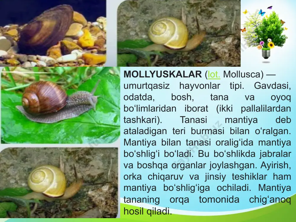 molluskalar - Page 2