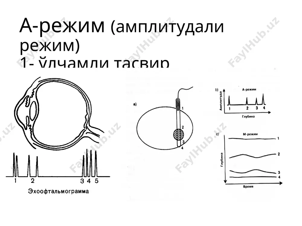 ултратовуш диагностикаси - Page 5