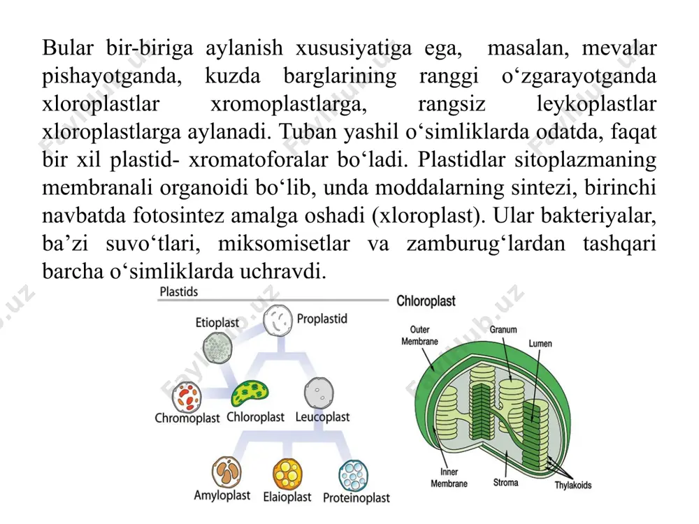 ta qirrada 50 tagacha tilakoid joylashadi. qirralarning soni yuksak o‘simlik xloroplastidlarida 40-60 ta bo‘ladi. qirralarning tarkibiga tilakoidlardan tashqari lamellalarning bir qismi ham kiradi. tilakoidlar bir-biriga shunday yaqin joylashadiki, ularning tashqi membranalari bir-biriga juda yaqin joylashganligi uchun birikkan zich qavatni hosil qiladi. ammo, tilakoid xaltachalar doimo berk bo‘ladi va hech qachon stroma lamellalari bo‘shlig‘i bilan tutashmaydi (ilova,18). xloroplastlar tilakoidlarining ichki membranalarini elektron mikroskopik tekshirishlar ularni subbirliklardan tuzilganligini ko‘rsatdi. ularning qalinligi 10 nm, yuzasi 18,5 – 15,5 nmga teng. bu subbirliklar kvantosomalar deb ataluvchi fotosintetik birlikka to‘g‘ri keladi. kvantosomalar xlorofill, karotinoidlar, xinonlar va har xil lipidlarni ushlaydi. har bir kvantosoma 4 ta subbirlikka bo‘linadi. tilakoidlarning membranalarida mitoxondriyalarning qo‘ziqorinsimon tanachalariga o‘xshash sferik zarrachalar joylashadi, ular tarkibida atf sintetaza ushlovchi fermentativ kompleks xisoblanadi. granum-stroma assembly structure the prevailing model of the granum-stroma assembly is stacks of granal thylakoids wrapped by right-handed helical stromal thylakoids which are connected to large parallel sheets of stromal thylakoids …
