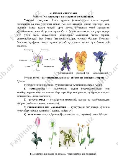 gul qismlari va ularning joylashishi — DOC