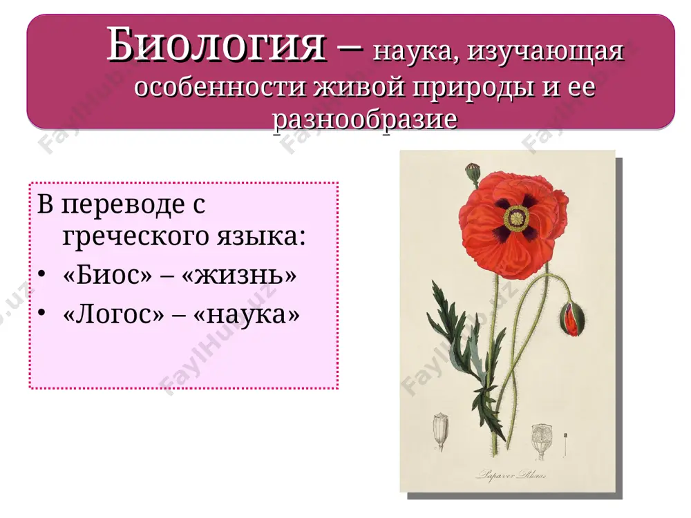 астения зерновые, зернобобовые, овощные, плодово-ягодные, масличные выращиваемые на корм скоту (кормовая свекла, брюква) дают сырье для промышленности (лён, хлопок) выращиваются для украшения садов, квартир, служебных помещений царство растений дикорастущие растения культурные растения попробуйте сформулировать определение. в случае затруднения – воспользуйтесь учебником распределите растения к той или иной группе царство растений различия растений и животных признак сравнения растения животные питание рост движение газообмен строение клетки царство растений значение растений в природе выделяют кислород дают пищу животным задерживают рост оврагов и движение песков смягчают климат участвуют в поддержании полноводия рек оздоравливают воздух хвойные выделяют фитонциды для человека дают пищу строительный материал витамины лекарства ткани декоративно-эстетическое дикорастущие – резерв для получения новых сортов защита от шума познавательное значение (ботанические сады) царство растений растения однолетние двулетние многолетние жизнь растений укладывается в один вегетационный период (весна, лето, осень) в первый год растут (образуют вегетативные органы), на второй год – плоды и семена живут много лет, …