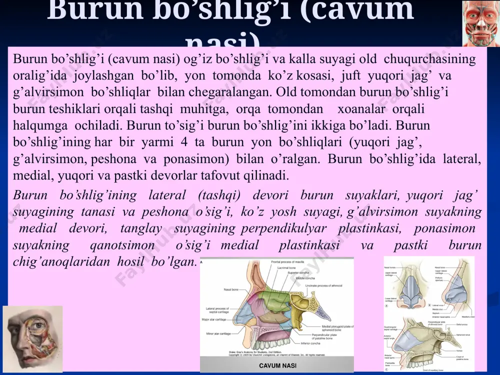 ladi. o’rta burun yo’li o’rta burun yo’li o’rta va pastki burun chig’anoqlari orasida joylashgan. o’rta burun yo’lining old bo’limida, burun chig’anog’i ostida yarimoysimon tirqish (hiatus semilunaris) joylashgan bo’lib, orqa qismda kichik kеygayish – g’alvirsimon quyg’ich (infundibulum ethmoidale) hosil qiladi. yuqori jag’ va pеshona bo’shliqlari hamda g’alvirsimon suyakning old va o’rta katakchalari shu quyg’ichga ochiladi. o’rta burun chig’anog’ining orqa uchi sohasida suyakda ponasimon–tanglay tеshigi (foramen sphenopalatinum) joylashgan bo’lib, undan artеriya, vеna va nеrvlar o’tadi. regio respiratoria yuqori burun yo’li o’rta va yuqori burun chig’anoqlari oralig’ida joylashgan, ponasimon bo’shliq yuqori burun chig’anog’ining orqa chеti sohasiga ochiladi. orqa g’alvirsimon katakchalar ham shu burun yo’liga ochiladi. burunning nafas qismi (regio respiratoria) burun tubidan boshlab o’rta burun chig’anog’ining pastki qismigacha bo’lgan shiliq parda maydonini egallaydi. u burunning pastki qavatini, o’rta burun chig’anog’ining bir qismini, pastki burun chig’anog’ini, o’rta va pastki burun yo’llarini hamda burun to’sig’ining bir qismini o’z ichiga oladi. nafas qismining shilliq pardasi ayrim …