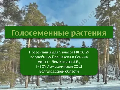 голосеменные растения — PPTX