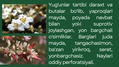 yulgunlar tartibi. — PPTX