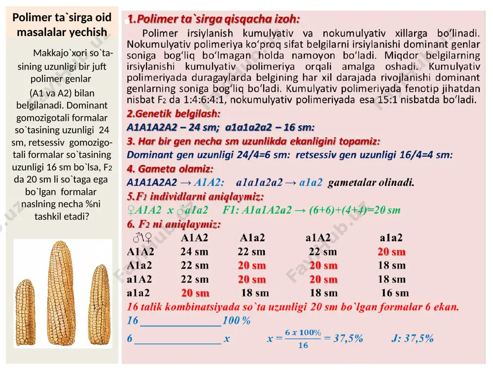 5+2) =14 3. masalaning b) bandini ishlaymiz: f2 bo`g`in duragaylarini f1 ni o`zaro chatishtirib topamiz. ♂\♀ a1a2 a1a2 a1a2 a1a2 a1a2 x a1a1a2a2 a1a1a2a2 x a1a2 a1a1a2a2 x x x a1a2 a1a1a2a2 x x x a1a2 x x x x 16 tadan 4 tasi 3 ta dominant genga ega, 16 ________3 960 _______ x x = = 180. j: qismi. (18,75%) makkajo‘xorining so‘tasi 20 va 8 cm uzunlikda bo‘lgan ikkita navi chatishtirilgan. agar har bir dominant gen so‘tani 5 cm, retsessiv gen 2 cm uzunligini namoyon etsa, u holda: a) f1 da so‘taning uzunligi qancha bo‘ladi? b) 3 ta dominant genli formalar f2 dagi 960 ta o‘simlikdan necha qismini tashkil etadi? polimer ta`sirga oid masalalar yechish 1.genetik belgilash: 180 sm li bo`y → a1a1a2a2a3a3 180/6=30 sm dan har bir gen uzunligi 150 sm li bo`y → a1a1a2a2a3a3 150/6=25 sm dan har bir gen uzunligi 2. ota – onani chatishtiramiz: p: …