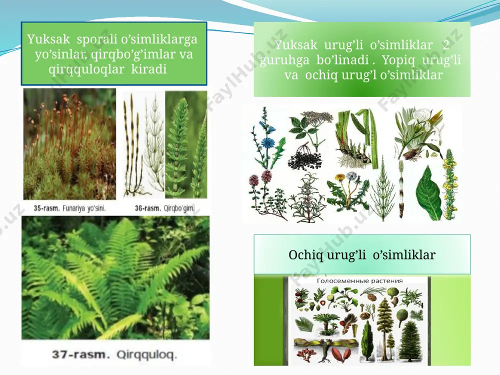 "yuksak o’simliklar" taqdimoti - Page 5