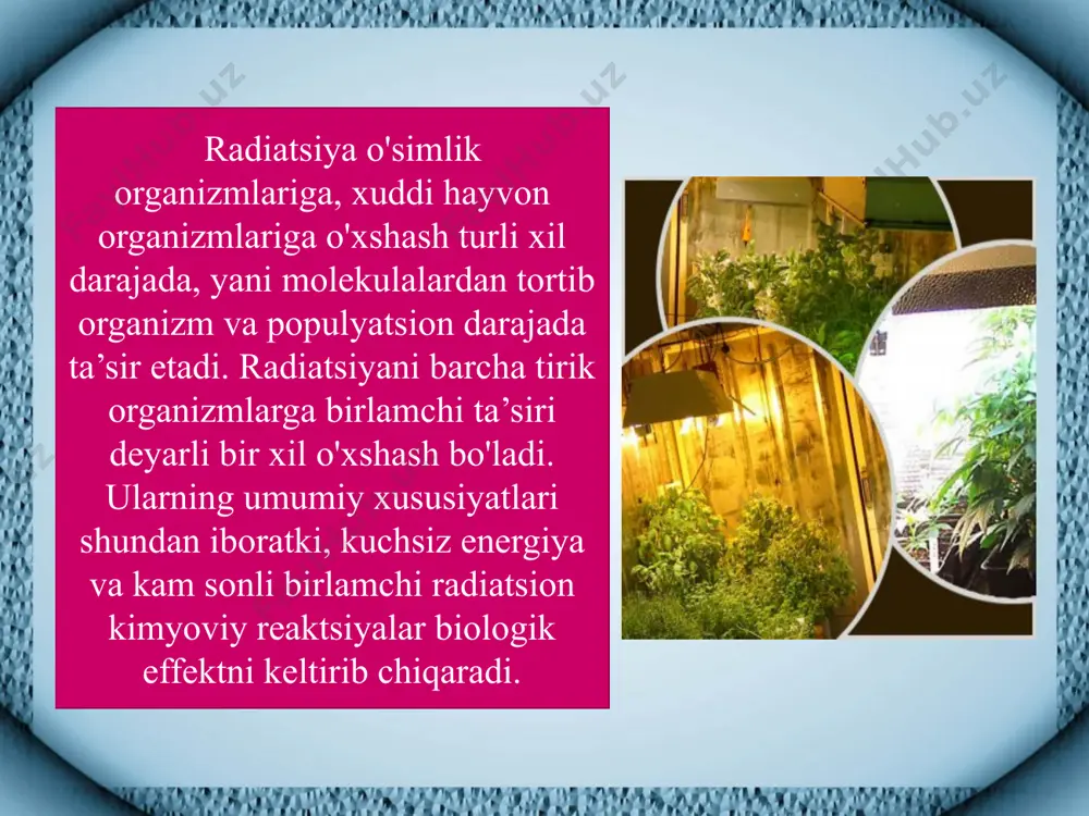 o'qimasi-po'st parenximasi eriydi va tashqariga oqib chiqadi. immunitet. bu o'simliklarni turli xil kasalliklarga chidamliligidir. o'simliklarda ikki xil immunitet kuzatiladi. 1.mutlaq chidamlilik. bu holatga misol qilib bug'doyda yuzaga keladigan sulining qora kuya changiga nisbatan chidamlilikni ko'rsatish mumkin. 2. nisbiy chidamlilik. bu tashqi muhit sharoitiga qarab o'simliklarning nisbatan zararlanishi. kasalliklarga qarshi kurashda maxsus kimyoviy preparatlar-fungitsidlar qo'llaniladi. o'simliklar o'z ontogenezi davomida muhitning noqulay omillariga (stressorlarga) qarshi turish yani himoyalanish xususiyatlariga ega. noqulay muhit omillaridan himoyalanish hujayra va organizm va populyatsiyalar darajasida ro'y beradi. hujayra darajasida: a) anatomik moslanishlarni (mexanik to'qimalar, kutikulalarning mavjudligi va boshq.), b) maxsus himoya organlari (so'lish, tikanlar), v) fiziologik reaksiyalar (sam-metabolizm, barg og'izchalarining yopilishi tufayli ortiqcha suv yo'qotishning oldini olish), g) himoya moddalarini ajratish (himoya oqsillari, prolin, fitontsidlar, fitoaleksinlar va boshq.). populyatsiyalar darajasida esa organizmlarning tabiiy tanlanishi natijasida muhitga ko'proq moslashgan turlarning ko 'payishi. stressorlarning (qo'zg'atuvchilarning) organizmlarga kuchli darajada ta’siriga nisbatan, agarda u qisqa vaqt davom etsa maxsus bo'imagan, uzoq …
