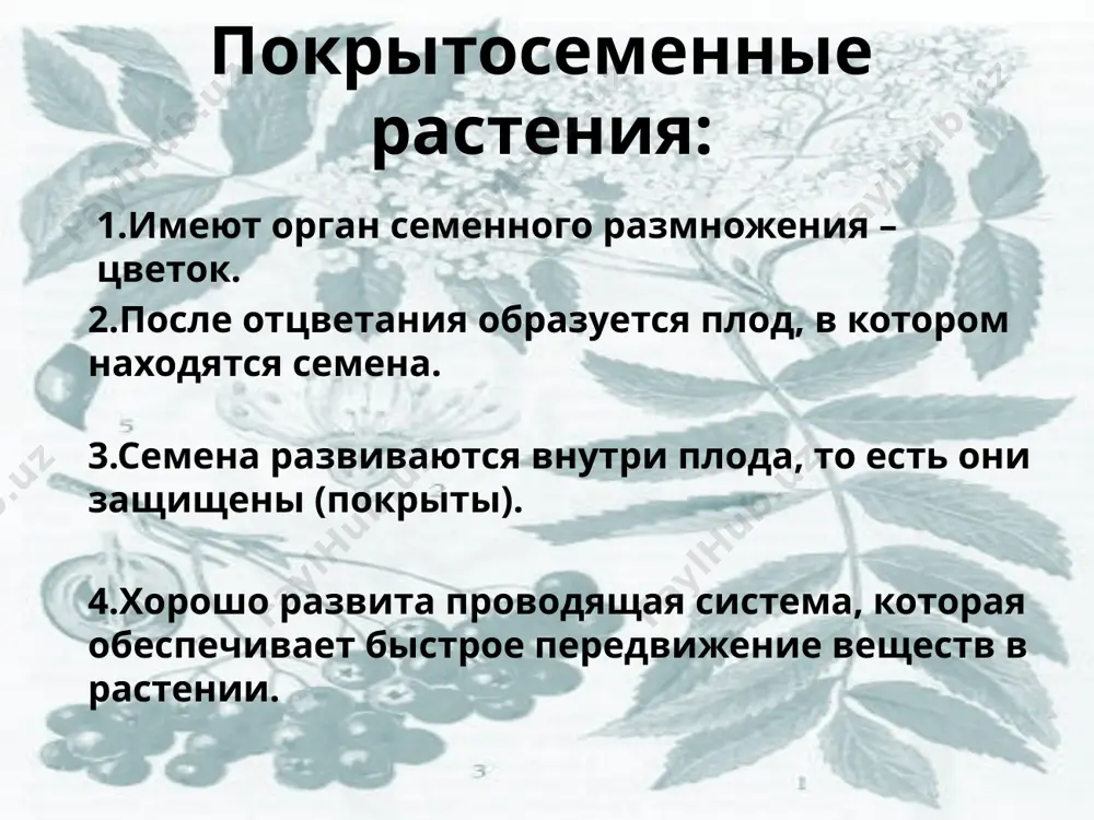 одыш – зачаток будущего растения. он состоит из: зародышевых корешка, стебелька, почечки и семядоли. 3.семядоли – это первые листья зародыша растения. 4.растения, имеющие в зародыше семени одну семядолю, называют однодольными – это пшеница, кукуруза, овес, лук и др. 5.растения, имеющие в зародыше семени две семядоли, называют двудольными – это фасоль, капуста, яблоня, горох и др. тест «верю - не верю» фамилия, имя: "+" или "-" 1. все семена имеют по две семядоли и эндосперм. 2. семена растений, имеющие одну семядолю называются двудольными. 3. через семявход в семя проникает вода. 4. снаружи семя покрыто корой. 5. запас питательных веществ может находиться в эндосперме. 6. в семени двудольных растений две семядоли. 7. семядоли - это часть зародыша. 8. запасные питательные вещества находятся в стебельке 9. семена однодольных растений содержат одну семядолю. 10. у семян фасоли наибольшую массу имеют семядоли. задание проверил (а): оценка: фамилия, имя: "+" или "-" 1. семенная кожура выполняет …