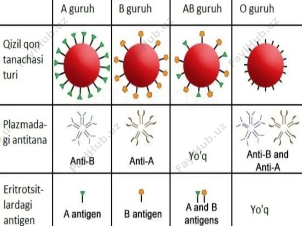 qon guruhlari va rezus faktorni aniqlash - Page 3