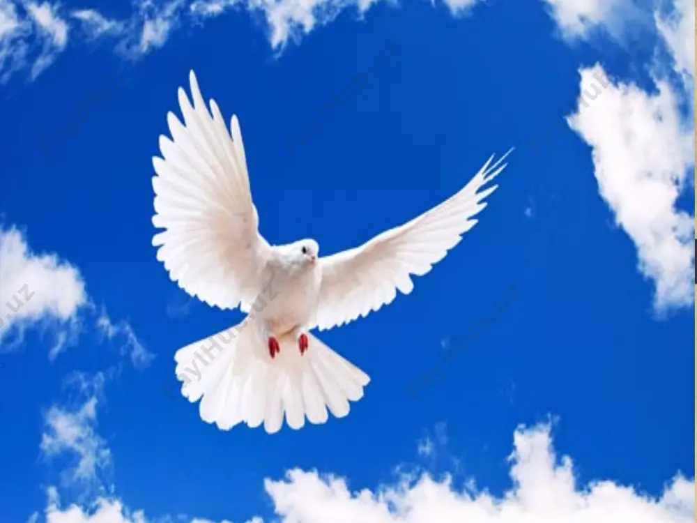 ---------------------------------------------------------------------------------------------- oltinrang rjankalar shimoliy yevropada kopayadigan uchib ketuvchi qushlardir. kuzda qushlar issiqroq va oziq koproq bo‘lgan joylarga uchib ketishadi. bahorda qush- lar kopayish joylariga qaytib uchib kelishadi. quyidagi xaritalar on yildan ortiq vaqt davomida oltinrang rjankalarning migratsiyasi- ni organish boyicha olib borilgan tadqiqotlarga asoslangan. 1-xaritada kuzda oltinrang rjankalarning janubga uchib ketish yollari va 2-xaritada bahorda shimolga uchib kelish yo‘llari korsatilgan. kulrangdagi hududlar quruqlik, oq rangdagilari esa suvdir. ko‘rsat- kichlarning qalinligi uchib ketuvchi qushlar galasining kattaligini korsatadi. 3-savol “oltinrang rjanka” matnini o‘qing. savolga javob berish uchun bitta yoki bir nechta javob variantini tanlang. oltinrang rjankalar migratsiyasi haqidagi qaysi fikrlar xaritalar yordamida tasdiqlanadi ? a xaritalar so‘nggi o‘n yil ichida janub tomonga uchib ketadigan oltinrang rjankalar sonining kamayganligini ko‘rsatmoqda b.xaritalar ba’zi oltinrang rjankalarning shimolga uchib kelish yo‘llari janubga uchib ketish yo‘llaridan farq qilishini ko‘rsatmoqda c..xaritalar uchib ketuvchi oltinrang rjankalar qishni o‘zlari ko‘payadigan yoki uya quradigan hududdan janubda va janubi g‘arbda o‘tkazishlarini ko‘rsatmoqda …