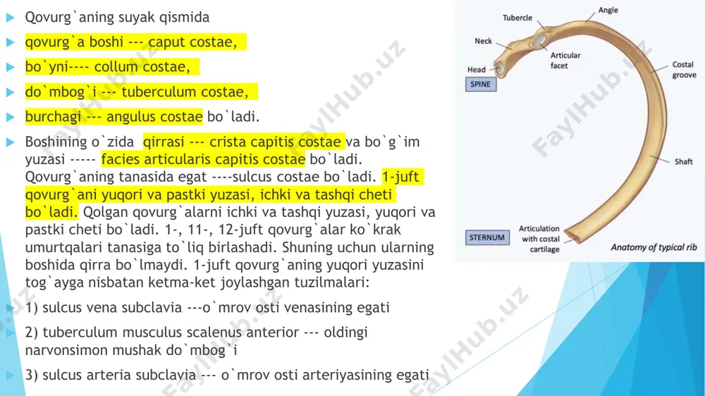 ko'krak qafasini hosil qiluvchi suyaklar - Page 5