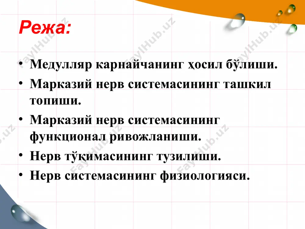 o'ladi (telencephalon), ularning bo'shlig'i miya yon qorinchalariga aylanadi. ularning har biri markazi qism va uchta shoxtan iborat. yon qorinchalarning markaziy qismi bosh miya yarim sharlari tepa bo'lagining chukurligida joylashib, old shox – peshona, pastki shox – chakka va orqa shox – ensa bo'lagiga kirib boradi. o'rta miya pufagidan (mesencephalon)dan miya oyoklari va to'rt tepalik plastinkasi hosil bo'ladi. ular orasida esa silviev suv yo'li joylashadi. rombsimon miya pufagidan xosil bulgan metencephalon dan esa varoliev ko'prigi va miyacha hosil bo'ladi. meylencephalondan esa uzunchoq miya hosil bo'ladi. medullyar naychaning kaudal qismi miya pufakchalari hosil bo'lishida ishtiroq etmaydi va undan orqa miya(medulla spinals) hosil bo'ladi. rombsimon miya pufagi old miya pufagi o'rta miya pufagi metencephalon myelencephalon telencephalon diencephalon miyacha ko'prik uzunchoq miya oraliq miya ko'z olmalari bosh miya yarim sharlari to'rt tepalik plastinkasi miya oyoqchalari nerv to'kimasining funktsional birligi bo'lib nevron (neyron) hisoblanadi. ontogenez jarayonida nerv xujayralari nevroblastlardan rivojlanadi. xar bir nevron trofik vazifani …