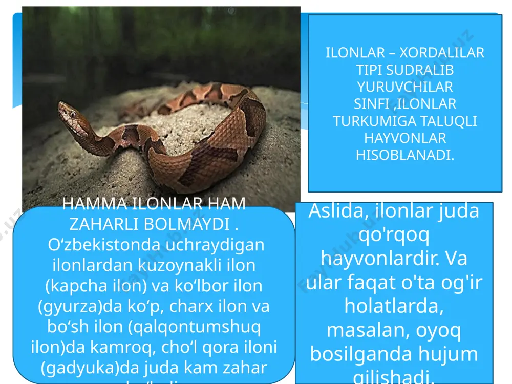 ar chaqqanda jarohatlangan joy va uning atrofi zahardagi gemorragik moddalar taʼsirida shishadi va qattiq ogʻriq paydo boʻladi. i. z.ning taʼsiri odamning kaysi joyini ilon chaqqaniga ham bogʻliq. koʻkrak yoki boʻyinni chaqsa, juda xavfli, chunki bu qismda yirik qon tomirlar koʻp. zaharlanish belgilari ilon chaqishi xarakterli iz qoldiradi.. agar tishlash paytida hayvon zahar ajratgan bo'lsa, boshqa alomatlar tishlangandan 15-30 minut o'tgach, kamdan-kam hollarda bir necha soatdan keyin rivojlanadi hujumdan so'ng darhol birinchi namoyishlar ta'sirlangan hududda qizarish va og'riqni o'z ichiga oladi. shish va ozgina qon ketish ham paydo bo'lishi mumkin. keyingi bir necha daqiqa yoki soat ichida jiddiyroq to'qima shikastlanishi rivojlanishi mumkin. zaharli ilon chaqishi natijasida zaharlanish belgilari zahar turiga qarab turlicha. tananing asab tizimiga, qoniga, to'qimalariga yoki mushaklariga ta'sir qiluvchi zahar bor. nerotoksik zahar jabrlanuvchining asab tizimiga ta'sir qiladi. bitta ilon chaqishi periferik asab tizimining tiqilib qolishiga, mushaklarning falajiga olib kelishi mumkin. birinchi alomatlar orasida yuqori ko'z qovoqlarining tushishi, yuz …
