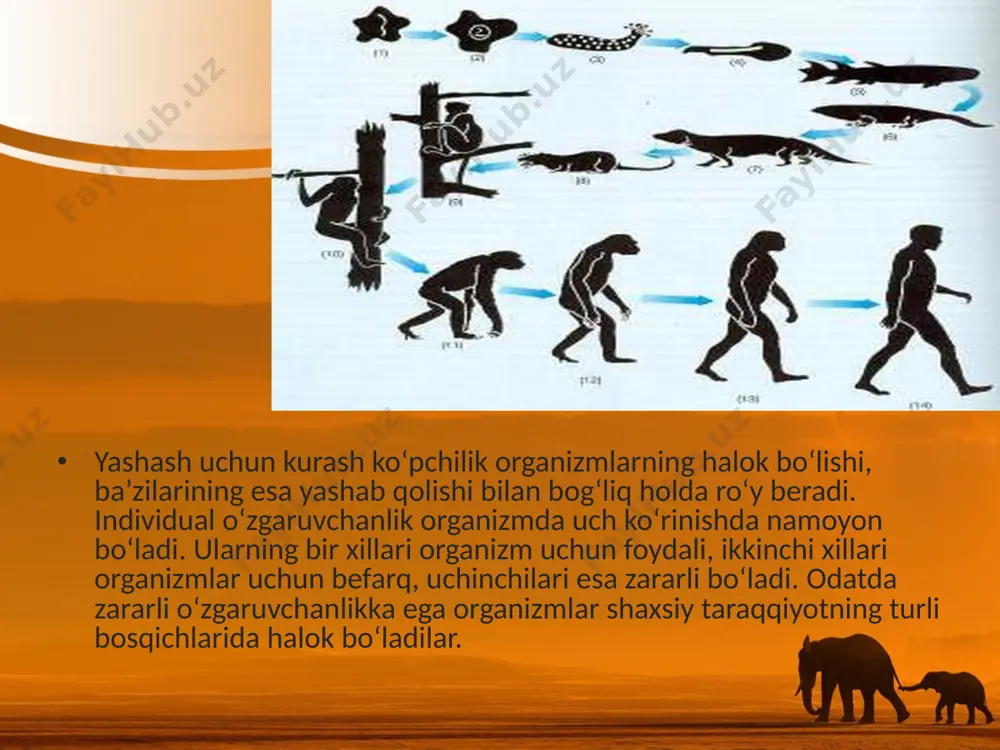 arqlanadi: 1) harakatlantiruvchi; 2) stabillashtiruvchi; 3) dizruptiv. stabillashtiruvchi tanlanish. bu tanlanish populatsiyaning o‘zgaruvchanligini kamaytiradi, turg‘unligini oshiradi. har bir populatsiyaning hayoti muhitga bog‘liq. u yashab qolish uchun doim muhit sharoitiga moslanishi kerak. fenotipi keskin o‘zgar gan formalarning halokatga uchrashi tabiiy populatsiyalarda bir necha bor kuzatilgan. masalan, g. bempes tomo nidan chumchuqlar ustida o‘t kazilgan kuzatishni olish mumkin. u qattiq qor bo‘ronidan so‘ng chalajon chumchuqlarning 132 tasini daladan laboratoriyaga olib kelgan. ularning 72 tasi tirilgan. bempes o‘lik va tirik qolgan chumchuqlarning qanotini o‘lchab ko‘rgan. hasharotlar yordamida changla na digan o‘simliklar gulining yirik-maydaligi va shakli, shamol yordamida changlanadigan o‘simliklar gulinikiga nisbatan o‘zgarmas. hasharotlar yorda mida changlanadigan gullarning tuzilishidagi turg‘unlik o‘sim liklar va ularni changlatuvchilarning birgalikdagi evolutsiyasi bilan bog‘liq. stabillashtiruvchi tanlanish ta’siri odamlarda ham uchraydi. normal odamlar hujayrasida 44 ta autosoma va 2 ta jinsiy xromosoma borligini bilasizlar. agar ayolning urug‘langan tuxum hujayrasida 44 ta autosoma va bitta y xromosoma bo‘lsa, boshqacha aytganda x …
