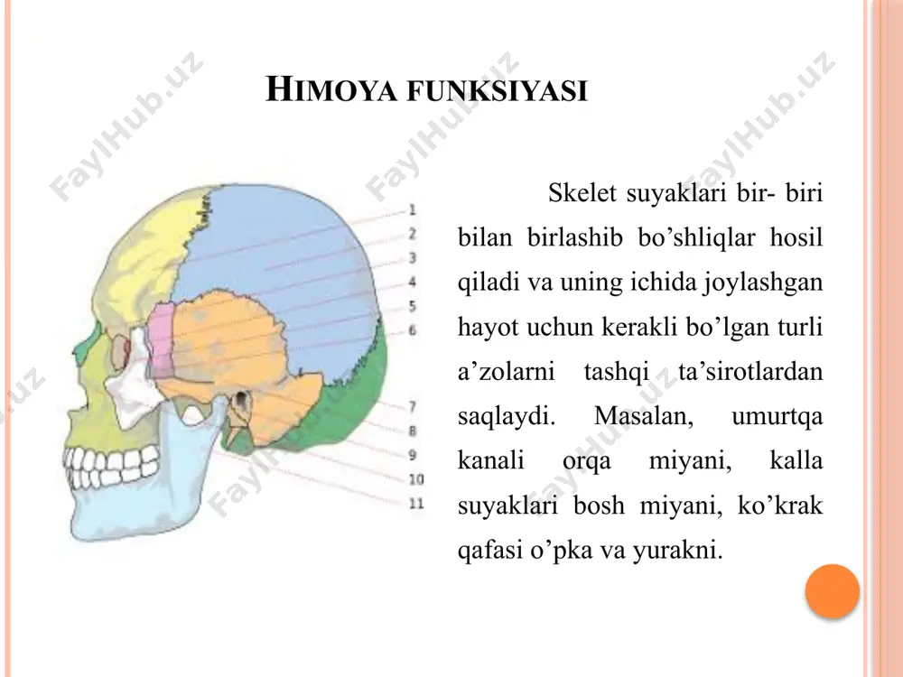 osteologiya - Page 5