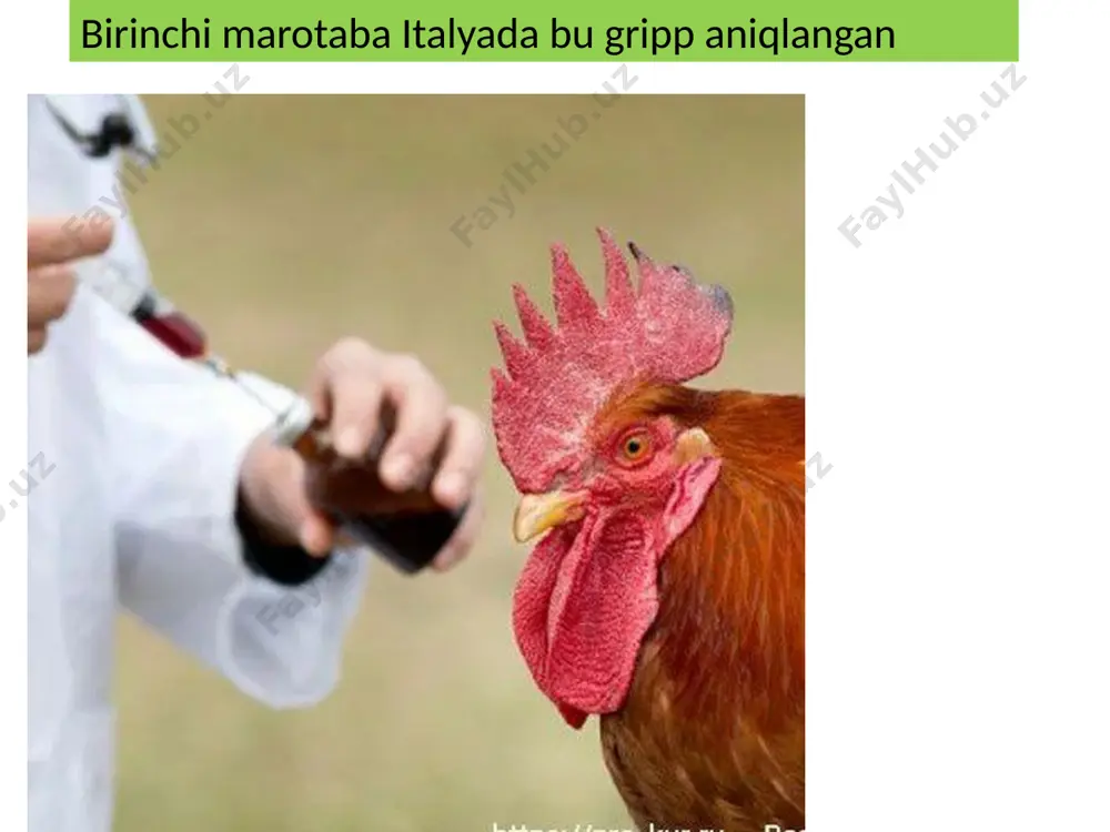 parranda grippi virusi - Page 5