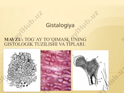 tog`ay to`qimasi, uning gistologik tuzilishi va tiplari — PPTX